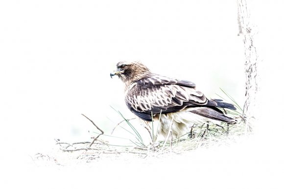 Aquila minore - Booted eagle (Hieraaetus pennatus)