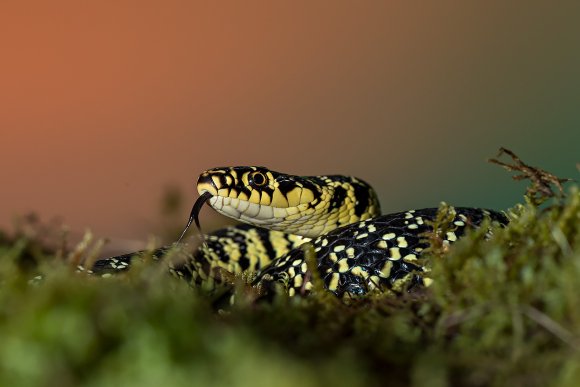 Biacco - Western whip snake (Hierophis viridiflavus)