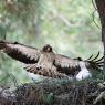 Aquila minore - Booted eagle (Hieraaetus pennatus)