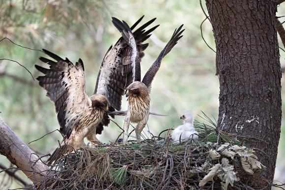 Aquila minore - Booted eagle (Hieraaetus pennatus)