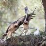 Aquila minore - Booted eagle (Hieraaetus pennatus)