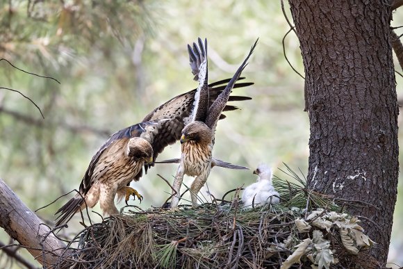 Aquila minore - Booted eagle (Hieraaetus pennatus)