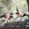 Aquila minore - Booted eagle (Hieraaetus pennatus)