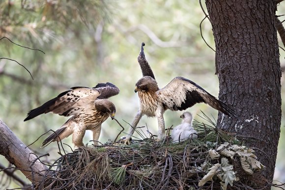 Aquila minore - Booted eagle (Hieraaetus pennatus)