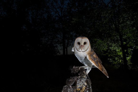 Barbagianni - Barn owl