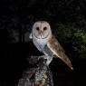 Barbagianni - Barn owl