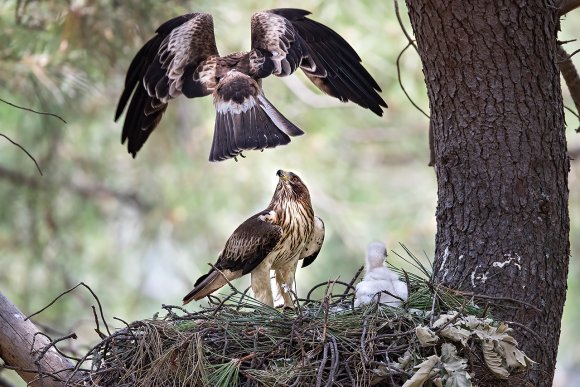 Aquila minore - Booted eagle (Hieraaetus pennatus)