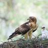 Aquila minore - Booted eagle (Hieraaetus pennatus)