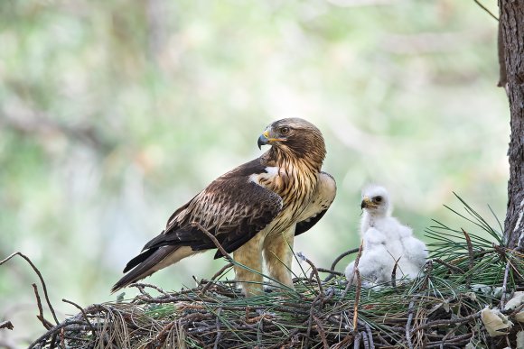 Aquila minore - Booted eagle (Hieraaetus pennatus)