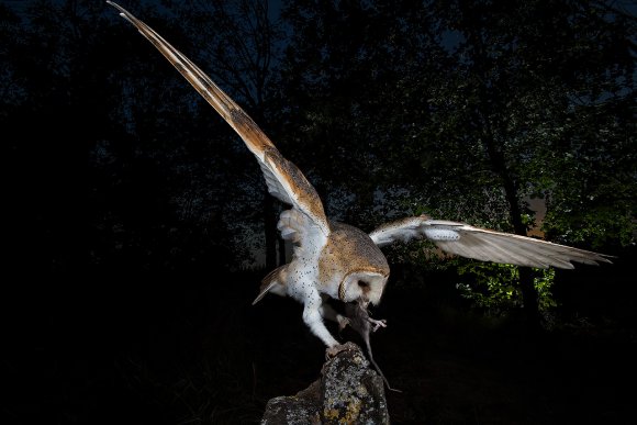 Barbagianni - Barn owl