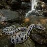 natrice dal collare - Grass snake (Natrix helvetica)