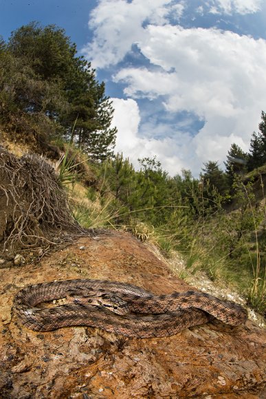 Colubro di Riccioli - Coronella girondica