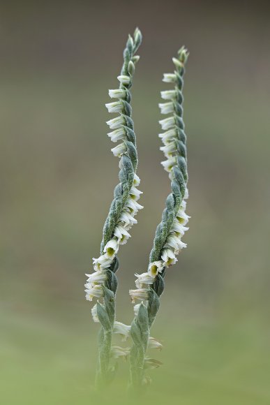 Spyranthes spiralis