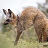 Otocione - Bat-eared fox