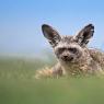 Otocione - Bat eared fox