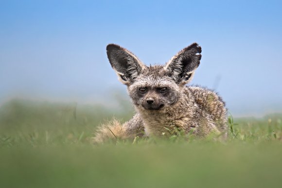 Otocione - Bat eared fox