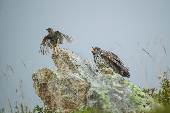 Cuculo - Common cuckoo