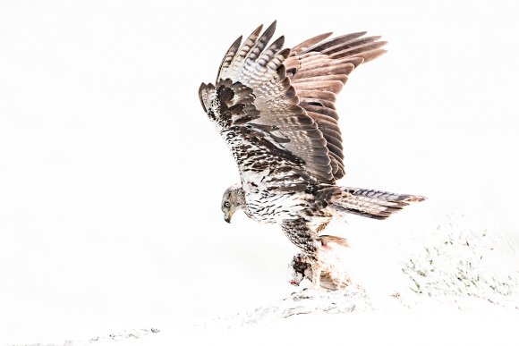 Aquila di Bonelli - Bonelli's eagle (Aquila fasciata)