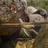 Natrice viperina - Viperine water snake