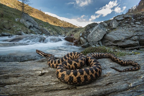 Vipera aspis aspis - Asp viper