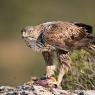 Aquila di Bonelli - Bonelli's eagle (Aquila fasciata)