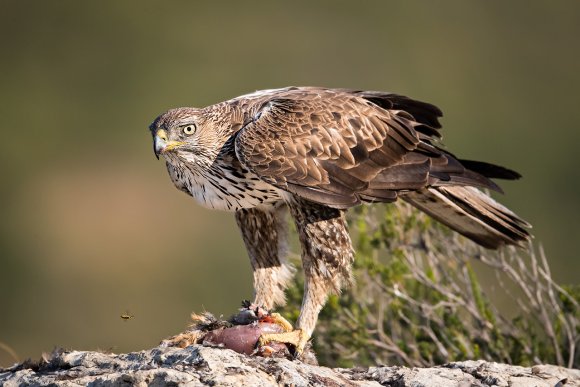 Aquila di Bonelli - Bonelli's eagle (Aquila fasciata)