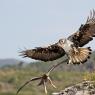 Aquila di Bonelli - Bonelli's eagle (Aquila fasciata)