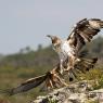 Aquila di Bonelli - Bonelli's eagle (Aquila fasciata)