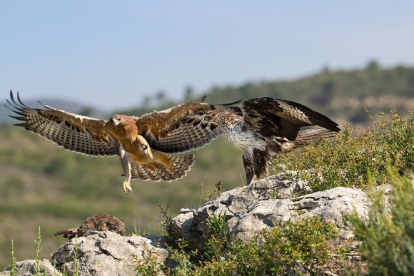 Aquila di Bonelli - Bonelli's eagle (Aquila fasciata)