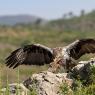 Aquila di Bonelli - Bonelli's eagle (Aquila fasciata)