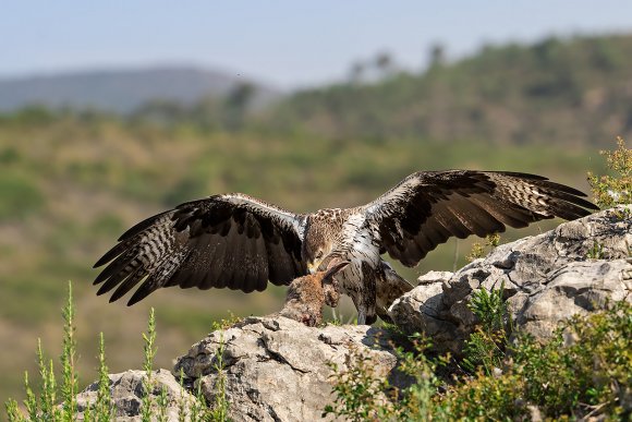 Aquila di Bonelli - Bonelli's eagle (Aquila fasciata)