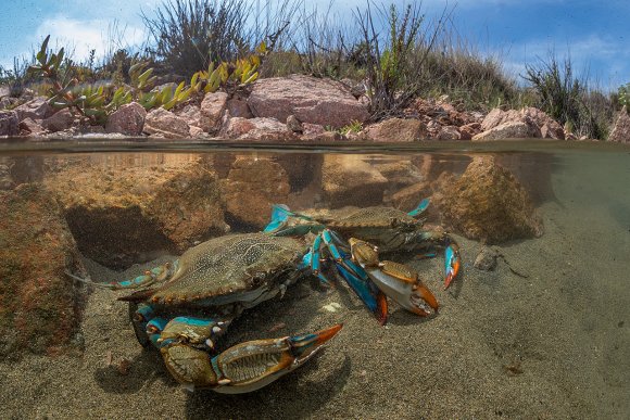 Granchio blu - Blue crab