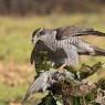 Astore - Northern goshawk (Accipiter gentilis)