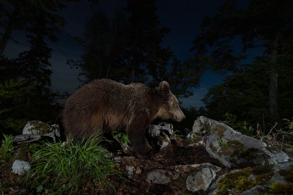 Orso bruno - Brown bear