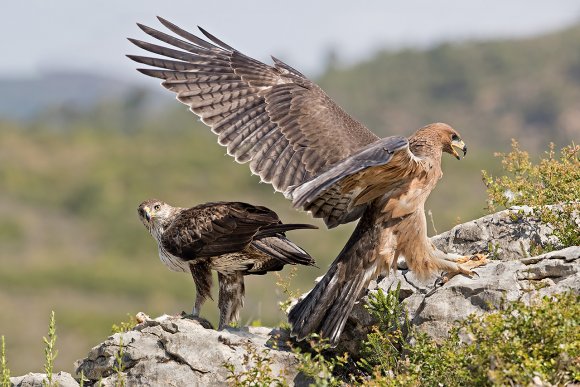 Aquila di Bonelli - Bonelli's eagle (Aquila fasciata)