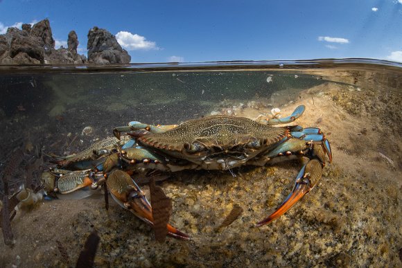 Granchio blu - Blue crab
