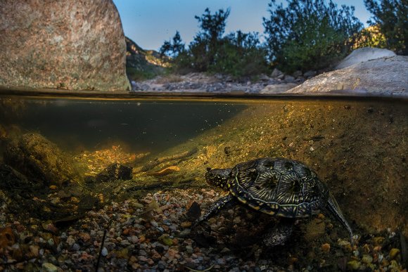 Testuggine palustre europea - European pond turtle