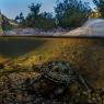 Testuggine palustre europea - European pond turtle