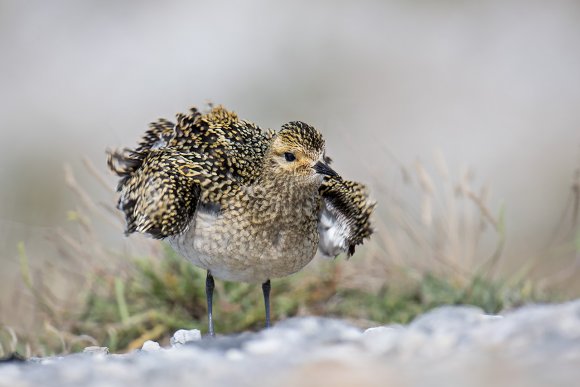 Piviere Dorato -  European golden plover (Pluvialis apricaria)