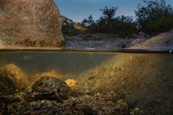 Testuggine palustre europea - European pond turtle