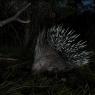 Istrice - Crested porcupine