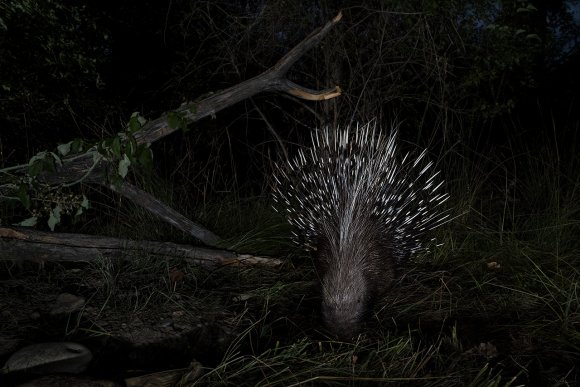 Istrice - Crested porcupine