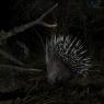 Istrice - Crested porcupine