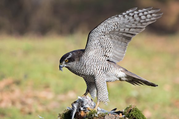 Astore - Northern goshawk (Accipiter gentilis)