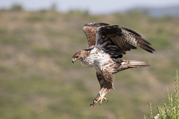 Aquila di Bonelli - Bonelli's eagle (Aquila fasciata)