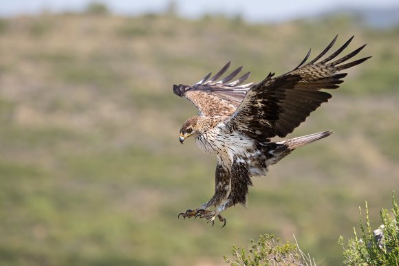 Aquila di Bonelli - Bonelli's eagle (Aquila fasciata)