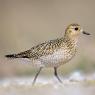 Piviere Dorato -  European golden plover (Pluvialis apricaria)