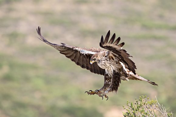 Aquila di Bonelli - Bonelli's eagle (Aquila fasciata)