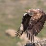 Aquila di Bonelli - Bonelli's eagle (Aquila fasciata)