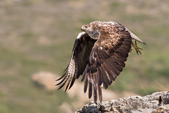 Aquila di Bonelli - Bonelli's eagle (Aquila fasciata)